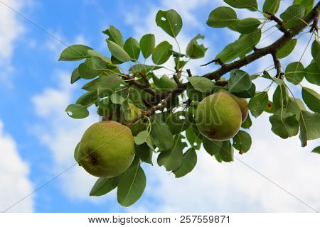 Branch With Pears Isolated On Blue Sky. Garden Background.
