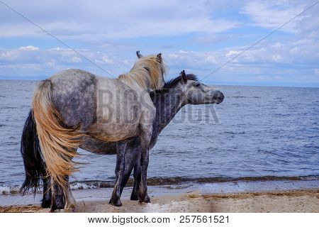 The Horses Taking A Stroll Down The Shoreline On A Summer Day.