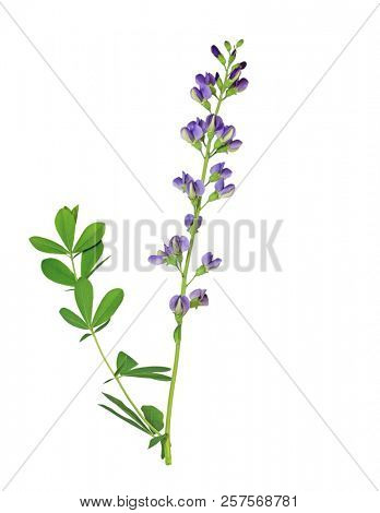 Fresh purple blue Australis Baptisia Flower branch isolated on white background