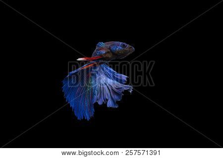 Betta Fish, Siamese Fighting Fish, Betta Splendens Isolated On Black Background
