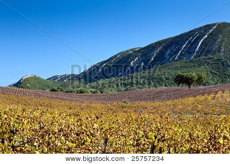 Herbst Weinberg.