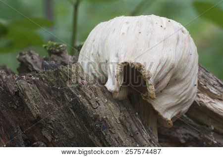 Pluteus Sp. Mushroom On An Old Stub