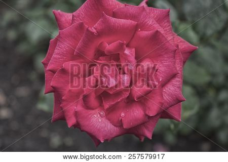 Pink Rose. Garden Rose. Summer Flower. Beautiful Rose. Pink Flower.