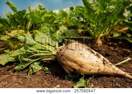 Harvested Sugar Beet Root Extracted From The Ground, Selective Focus