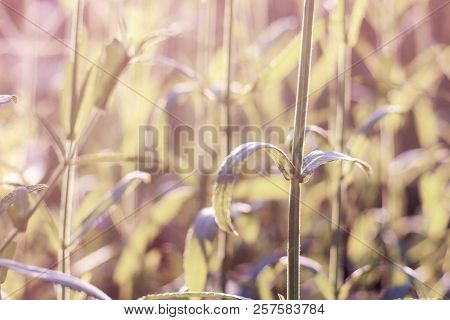Beautiful Of Plant Flowers In A Garden At Sunrise.