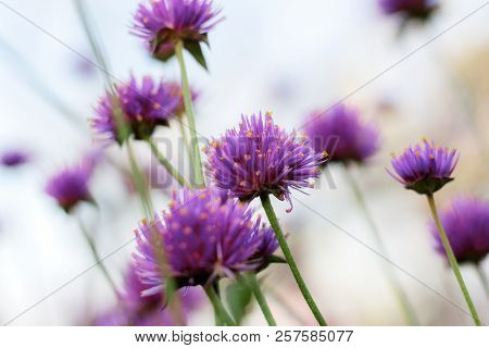 Purple Flowers In The Winter With Sky.