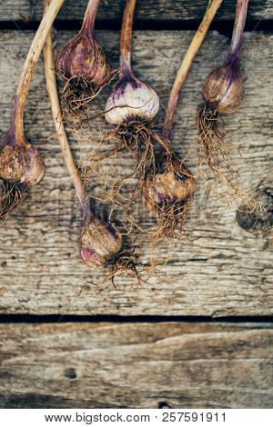 Garlic On Old Wooden Background