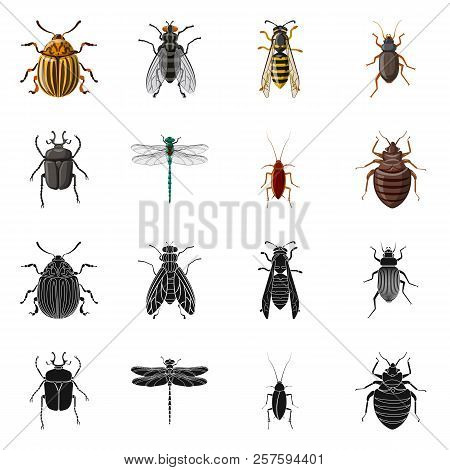 Vector Illustration Of Insect And Fly Logo. Set Of Insect And Element Stock Vector Illustration.