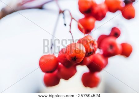Rowan Tree, Close-up Of Bright Rowan Berries On A Tree