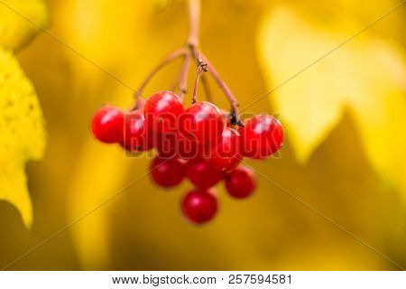 Viburnum, Mountain Ash, Red Fruit On The Tree,