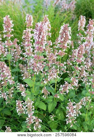 Decorative Plant Salvia  Superba (nemorosa) On The Flowerbed. Sage Decorative.