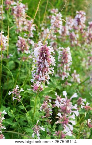 Decorative Plant Salvia X Superba (nemorosa) On The Flowerbed. Sage Decorative.