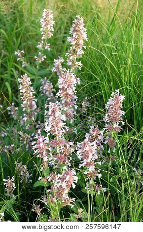 Decorative Plant Salvia  Superba (nemorosa) On The Flowerbed. Sage Decorative.