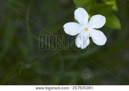 Andaman Satinwood White Flower