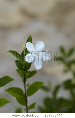 Andaman Satinwood White Flower