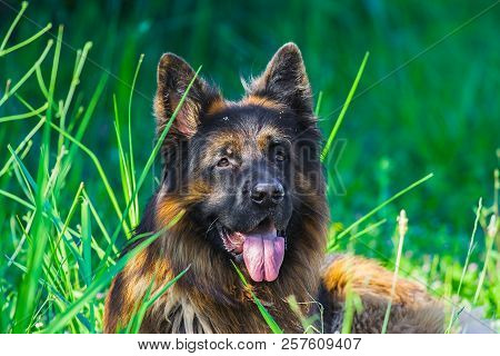 Portrait Of A Happy German Shepherd Dog In The Grass, Valconca, Emilia Romagna, Italy