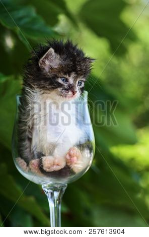 Fluffy Tubby Newborn Kitten In The Glass