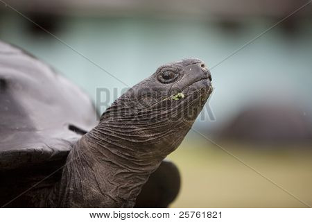 Close up del muso della tartaruga