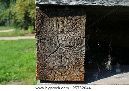 Tump Of Oak Tree Felled - Section Of The Trunk With Annual Rings.