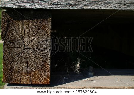 Tump Of Oak Tree Felled - Section Of The Trunk With Annual Rings.