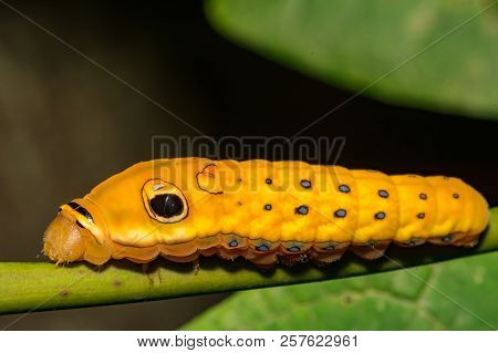 A Spicebush Swallowtail Butterfly Caterpillar (papilio Troilus)