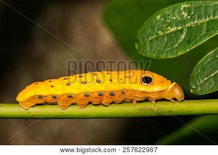 A Spicebush Swallowtail Butterfly Caterpillar (papilio Troilus)