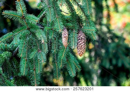 Green Branch Of Fir With Brown Cones On A Blurry Background