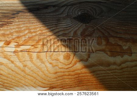 Tump Of Oak Tree Felled - Section Of The Trunk With Annual Rings.