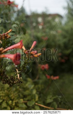 Flower Kampsis. Drops Of Water Flow Down The Bud. Photo Of Flowers After The Rain.