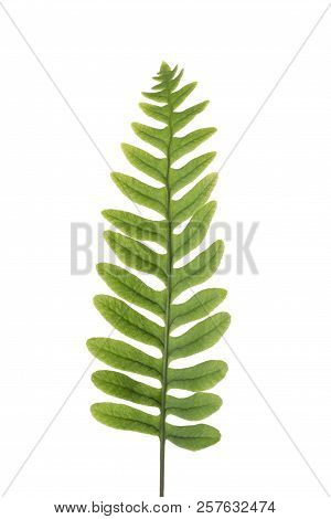 Fresh Fern Branch Isolated On White Background