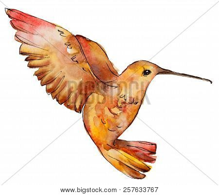 Sky Bird Orangel Colibri In A Wildlife By Watercolor Style Isolated.
