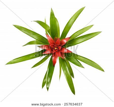 Guzmania Minor (tufted Airplant ) Isolated On White Background