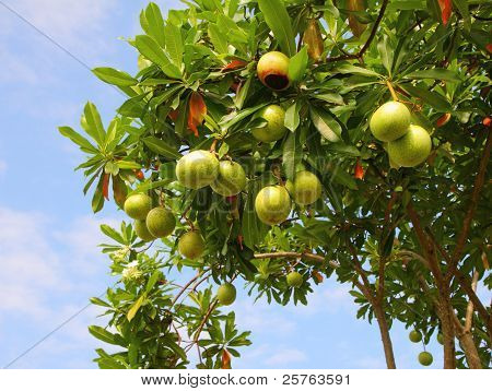 Cerbera oddloam ovoce