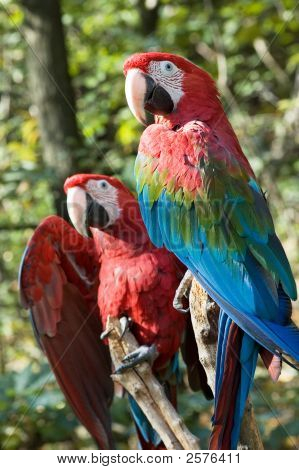To Macaws
