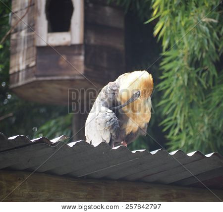 Photography That Is Showing A Black-faced Ibis (scientific Name: Theristicus Melanopis)