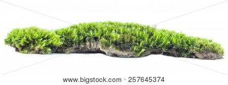 Green Moss Isolated On White Background Close Up.