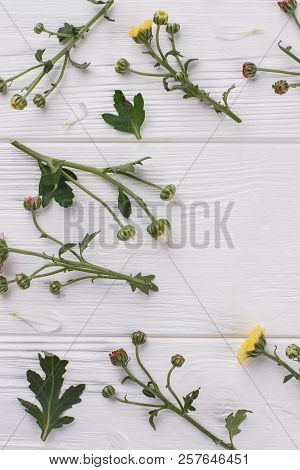 Immature Flowers On White Wood. Flat Lay, Top View.