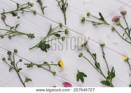 Unripe Flowers Arrangement. White Wood Background. Top View, Flat Lay.