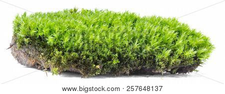 Green Moss Isolated On White Background Close Up.