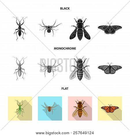 Vector Design Of Insect And Fly Sign. Set Of Insect And Element Stock Vector Illustration.