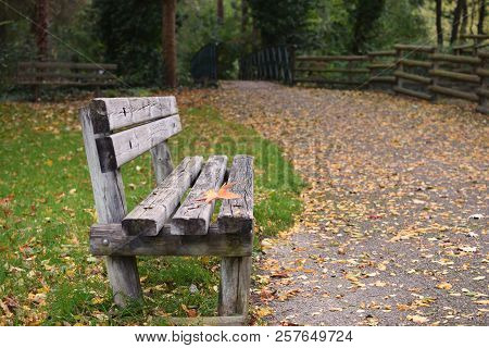 Loneliness Concept Autumn Fall Bench Maple Leaf Copy Space Solitude Depression New Start Procrastina