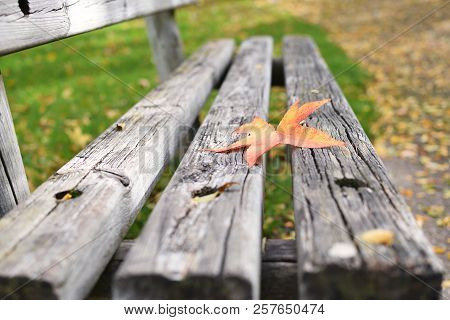 Loneliness Concept Autumn Fall Bench Maple Leaf Copy Space Solitude Depression New Start Procrastina