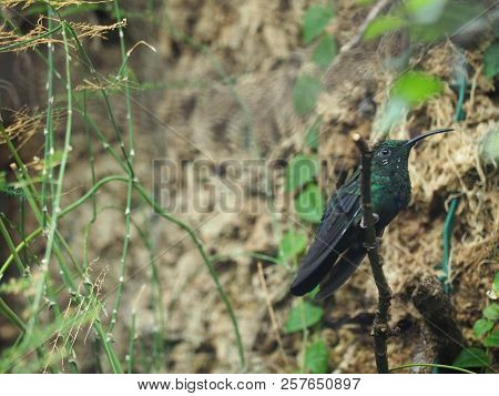 Photography That Is Showing A Green-throated Carib (scientific Name: Eulampis Holosericeus)