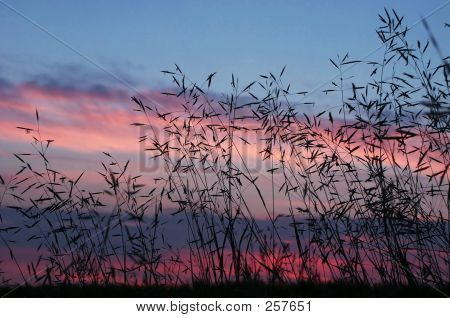 Gras auf einen Rückgang
