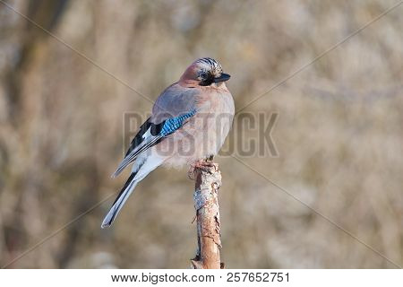 Eurasian Jay (garrulus Glandarius) Sits On A Protruding Branch (on A Frosty Day Flew To The Bird Fee