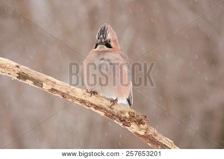 Eurasian Jay Sits On A Branch In A Spectacular Pose, As If In A Cardinal's Hat, Under The Snow Of A 