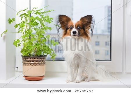 Hund og blomst på vinduet