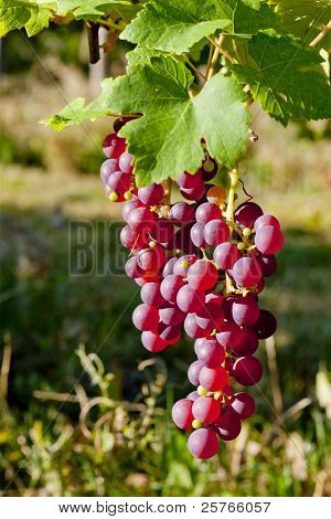 grapevine in vineyard (gewurztraminer), Alsace, France