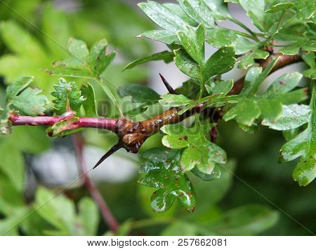 Close Up Of Hawthorn Leaves Wet With Rain With Details Of Spiked Thorn On A Blurred Background