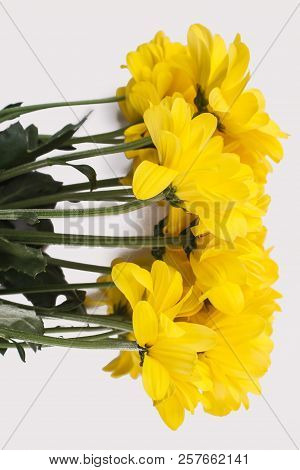 Bouquet Of Yellow Sunchoke Flowers. Isolated On White.